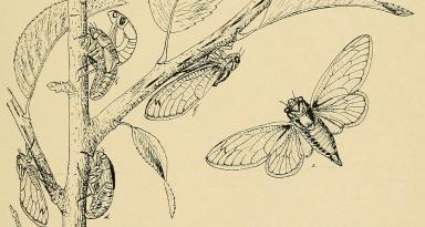 A drawing made of the periodical cicada's life cycle in the nineteenth century, when the public had a "peculiar interest" in the insect they had been observing for hundreds of years. (Source: Wikimedia Commons)