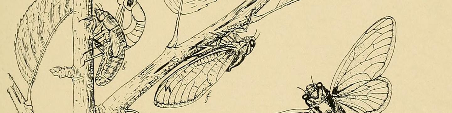 A drawing made of the periodical cicada's life cycle in the nineteenth century, when the public had a "peculiar interest" in the insect they had been observing for hundreds of years. (Source: Wikimedia Commons)